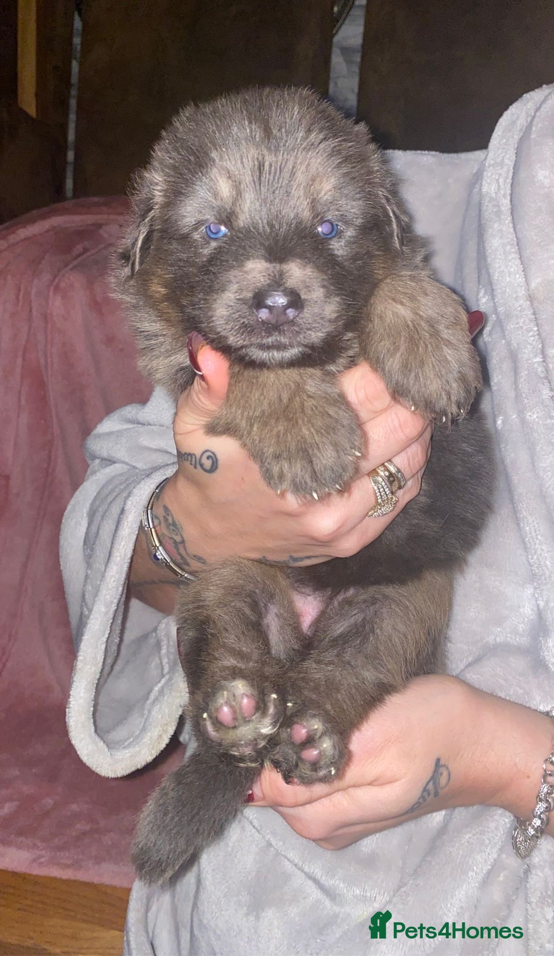 German Shepherd dogs for sale: Blue eyed long hair, blue German shepherds - Advert 20