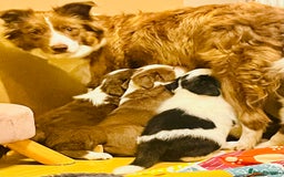 Border Collie dogs for sale: 🐾Ready to leave in 3 days🐾Border Collie🐾 - Image 10