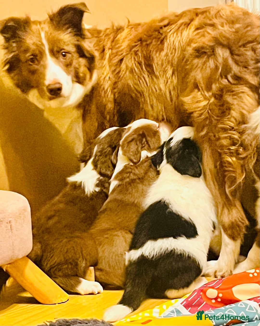 Border Collie dogs for sale: 🐾Ready to leave in 3 days🐾Border Collie🐾 - Image 10