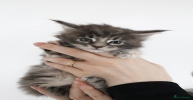 Maine Coon cats - Advert 5