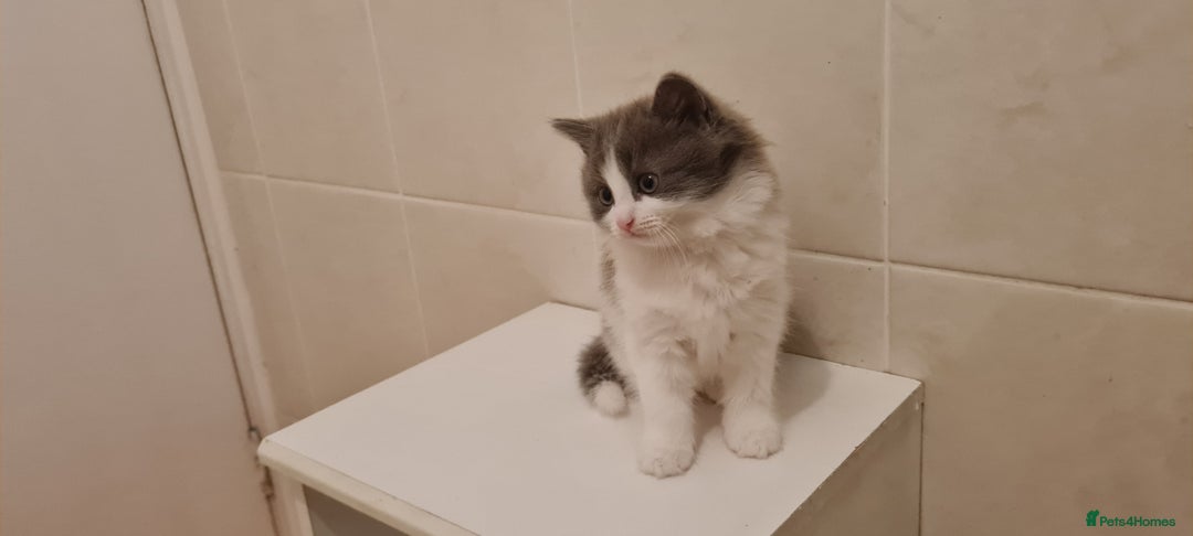 Russian Blue cats for sale: Beautiful Russian Blue Longhair Kitten - Advert 6