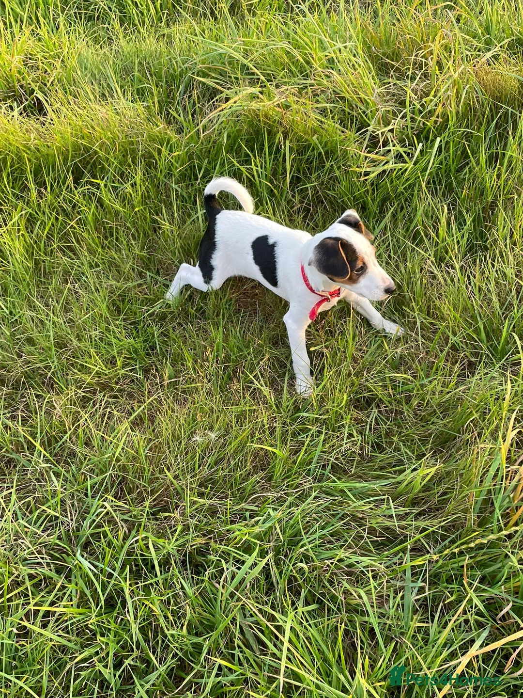 Jack Russell dogs for stud: Jack Russell for stud - Advert 7