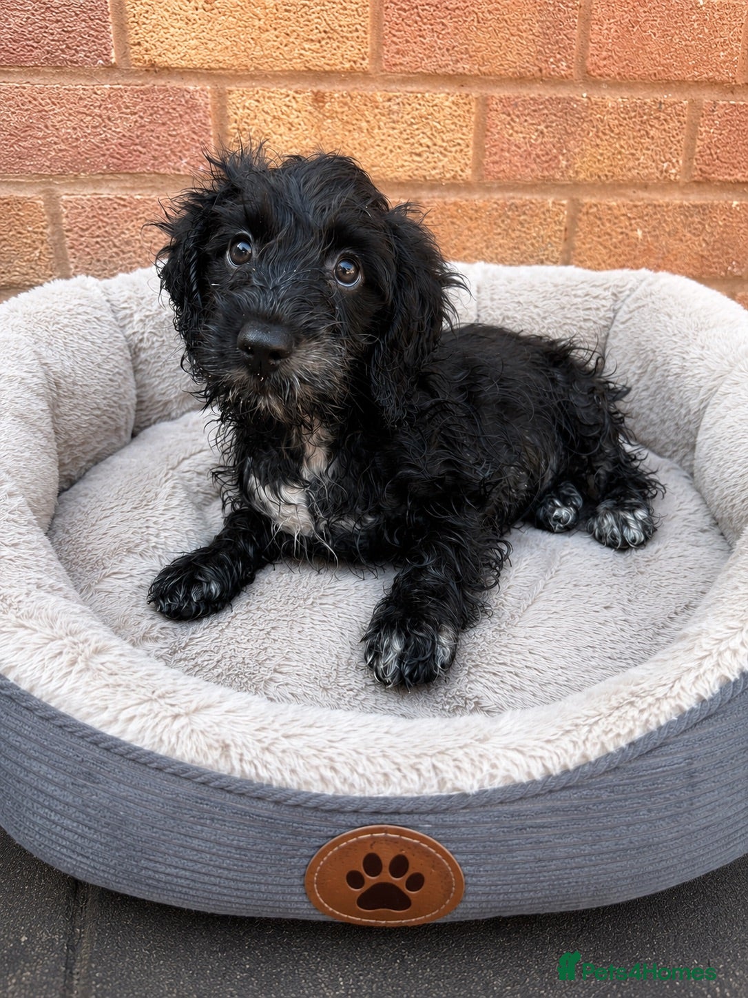 Cockapoo dogs  F1 Cockapoo Puppies 🧡READY NOW❤️ - Advert 1