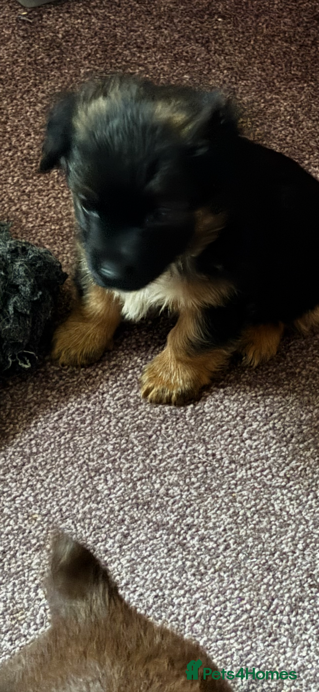 Jack Russell dogs for sale: Trad.family short legged short hair- ready!! - Advert 14