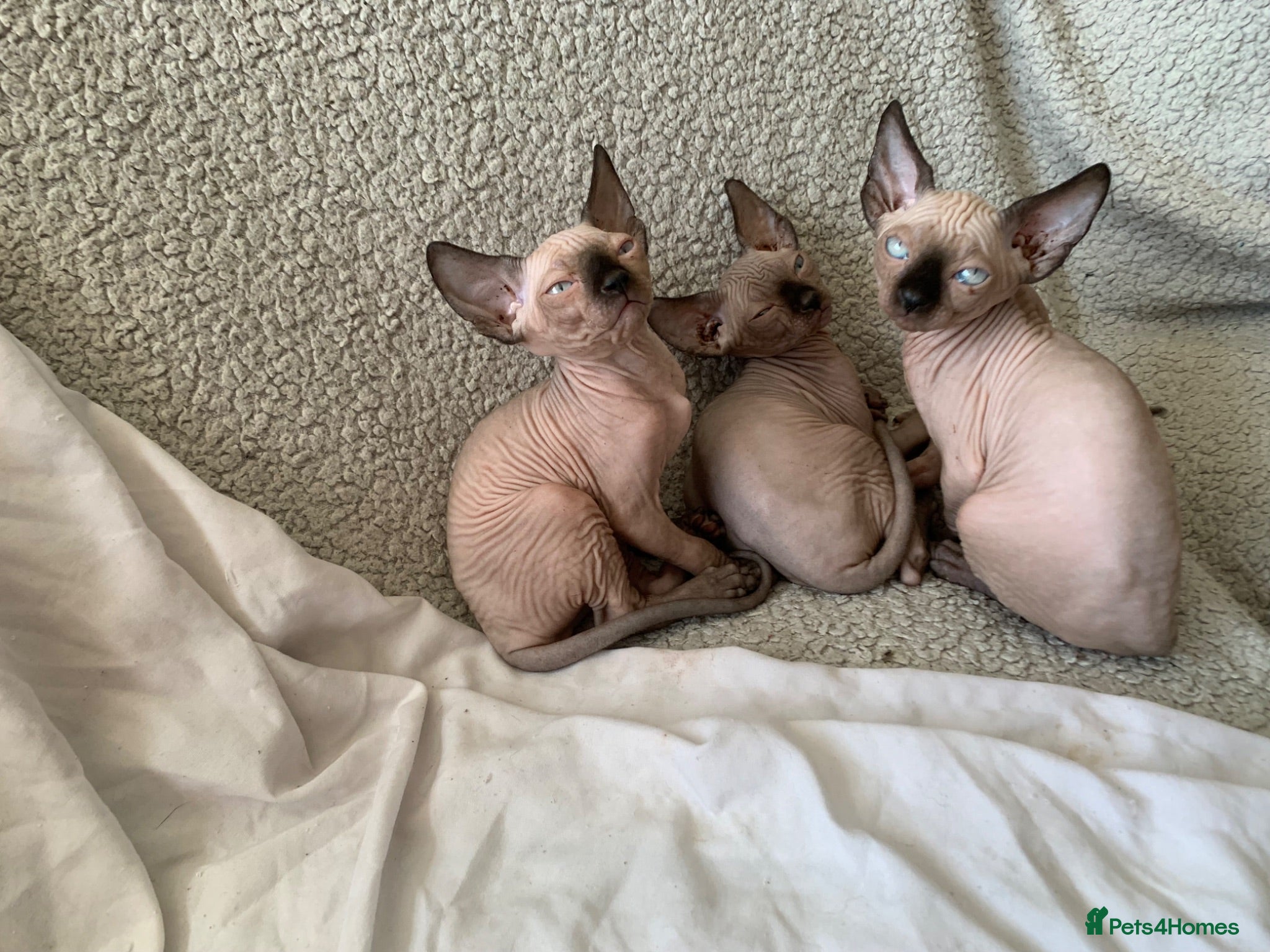 Sphynx cats 2 boys and 1 female sphynx kittens.  - Advert 1