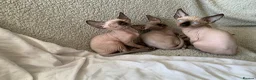 Sphynx cats for sale: 2 boys and 1 female sphynx kittens.  - Advert 1
