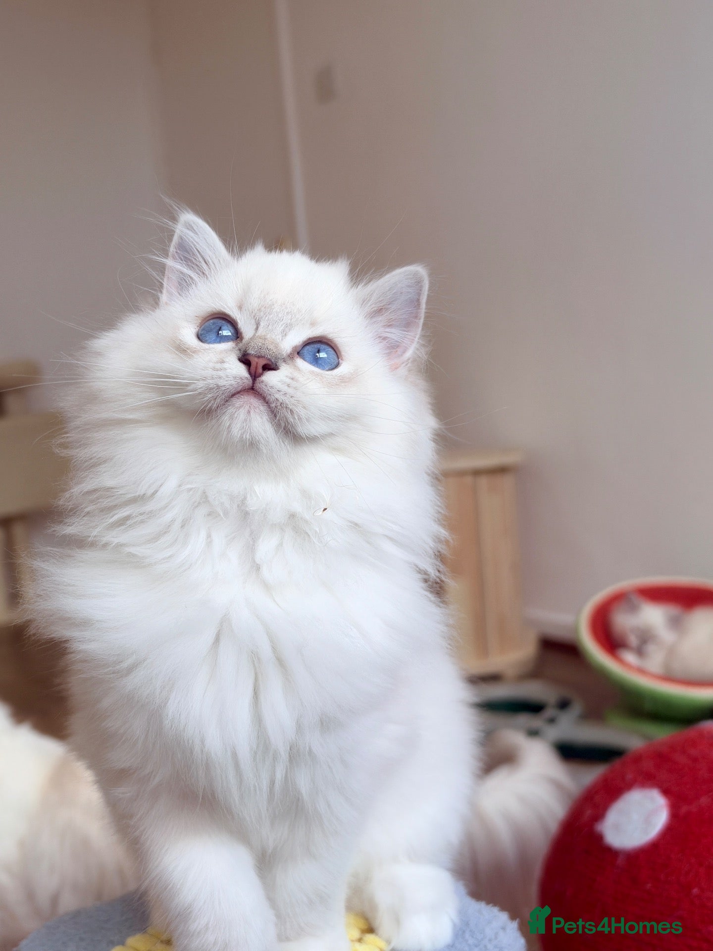 Ragdoll cats Ready To Leave Blue Lynx Ragdoll 💙Deep Blue Eyes - Advert 2