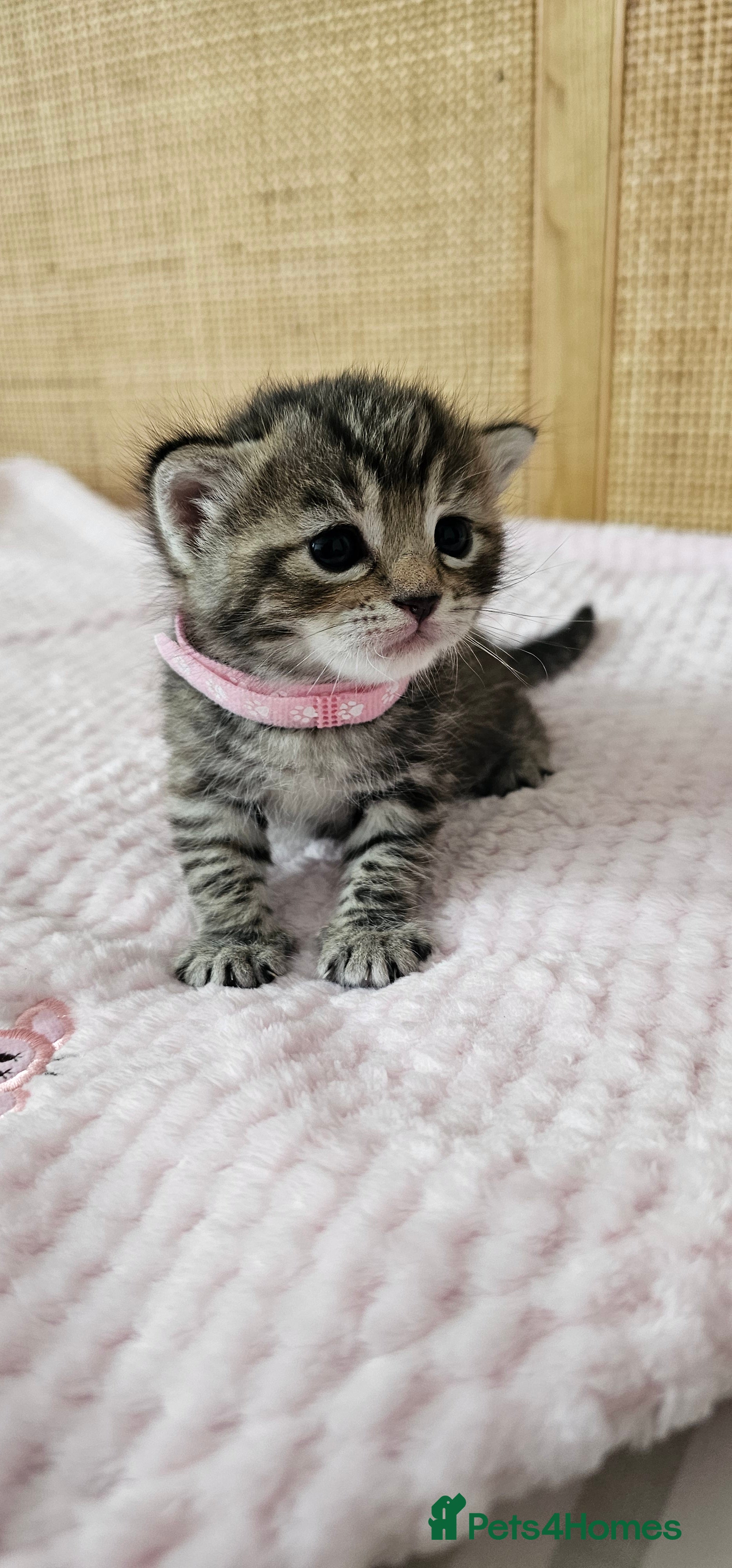 Mixed Breed cats Beautiful Bengal Mix Kittens - Advert 1