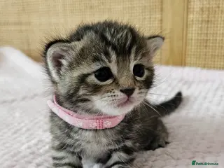 Mixed Breed cats for sale: Beautiful Bengal Mix Kittens - Advert 2