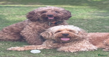 Cockapoo dogs - Advert 10