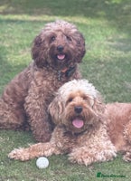 Cockapoo dogs - Advert 3