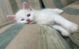 Turkish Angora cats for sale: Two beautiful Turkish Angora kittens  in Cambridge - Image 7