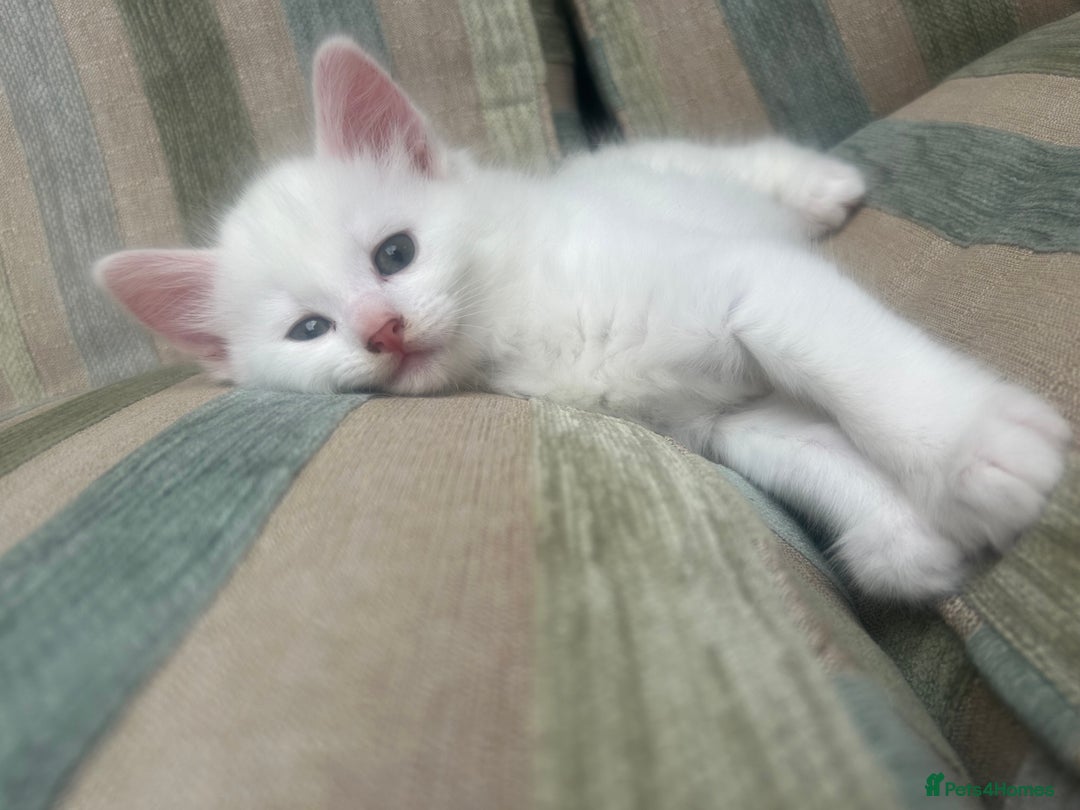 Turkish Angora cats for sale: Two beautiful Turkish Angora kittens  in Cambridge - Image 7