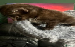 American Shorthair cats for sale: BEAUTIFUL AMERICAN SHORTHAIR 🐈‍⬛ ALL INCLUSIVE 🤩 - Image 3