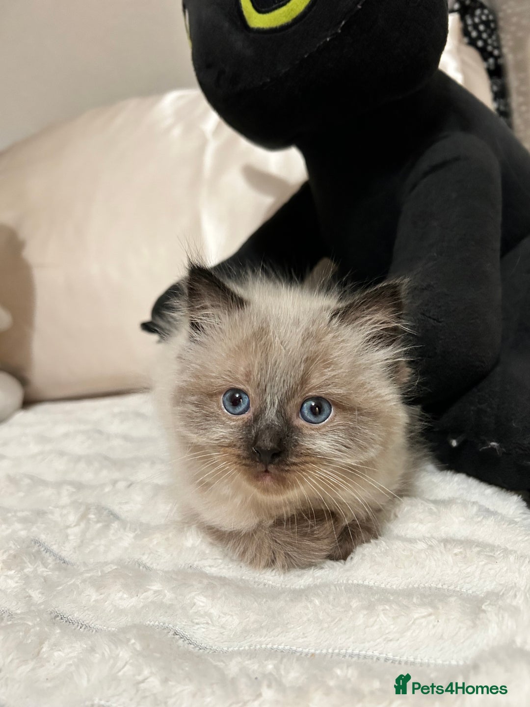 Ragdoll cats for sale: Ragdoll Kittens  - Advert 10