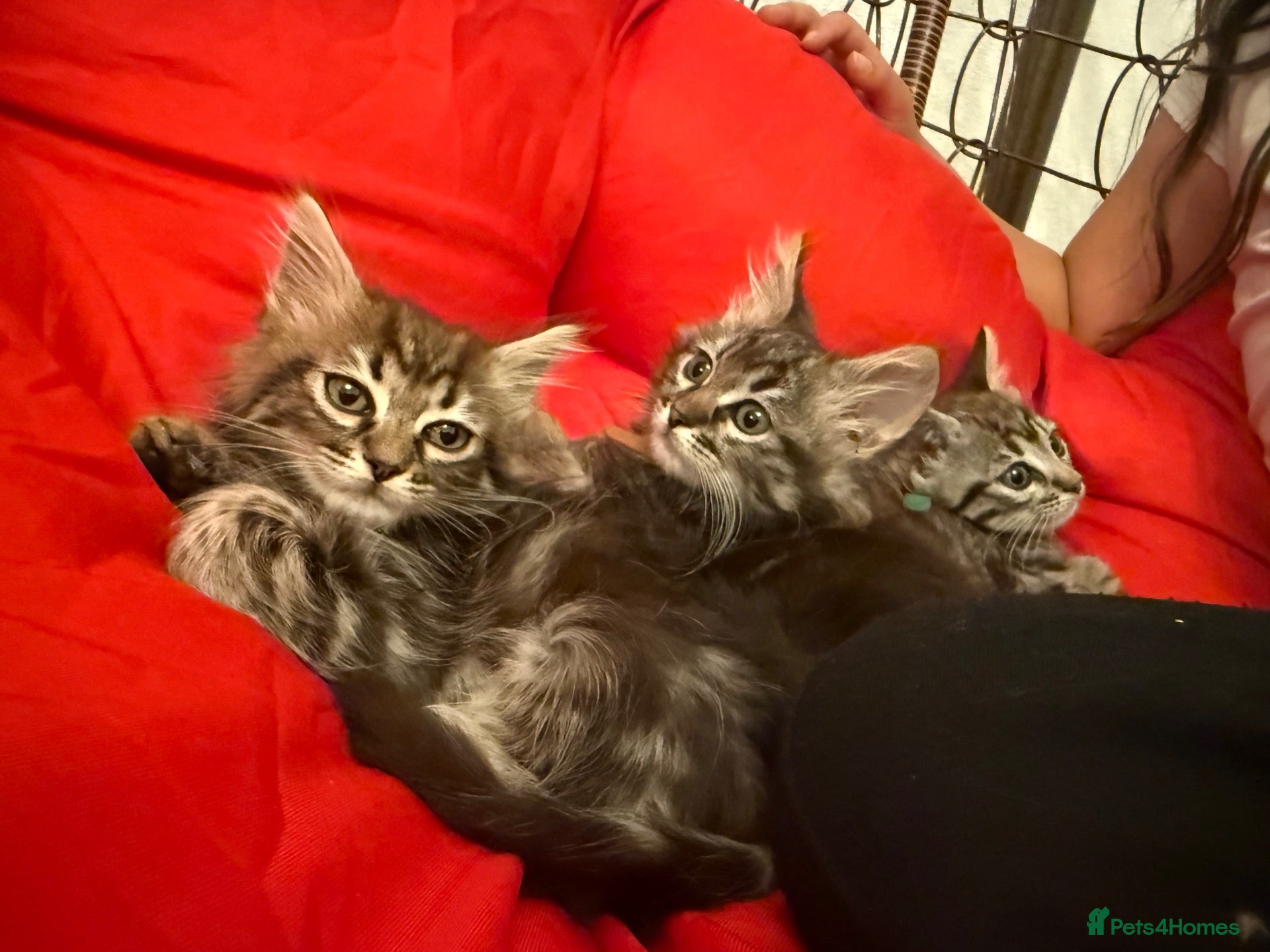 Mixed Breed cats for sale: 🐾 Last kitten Left Bengal × British Longhair 🐾 - Advert 1