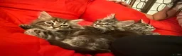 Mixed Breed cats for sale: 🐾 6 Beautiful Bengal × British Longhair Kittens🐾 - Advert 12