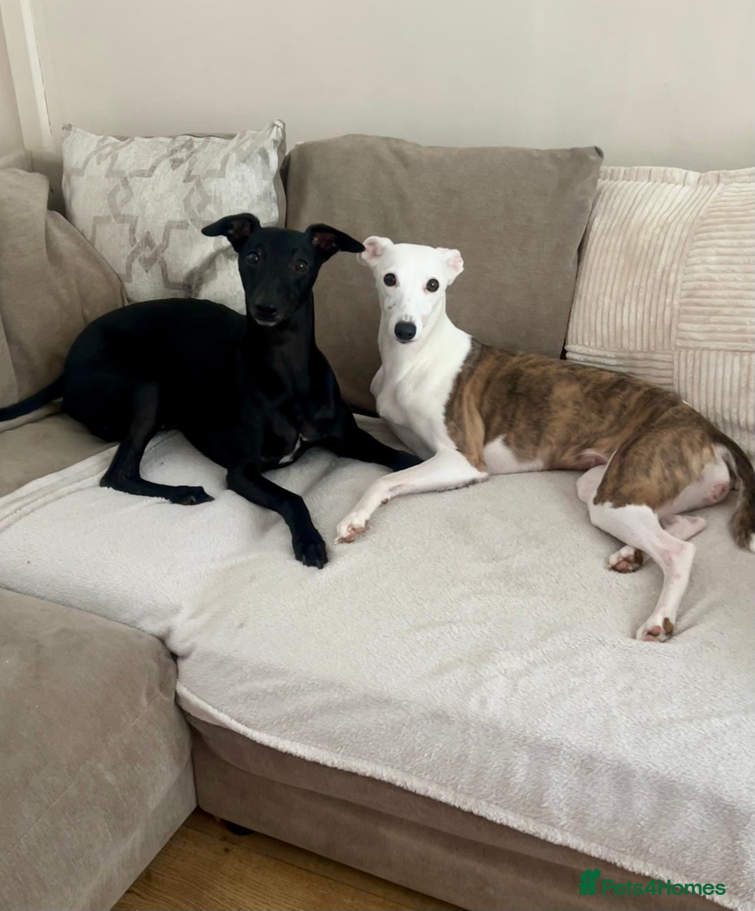 Whippet dogs for sale: Whippet Pups For Sale - Image 10