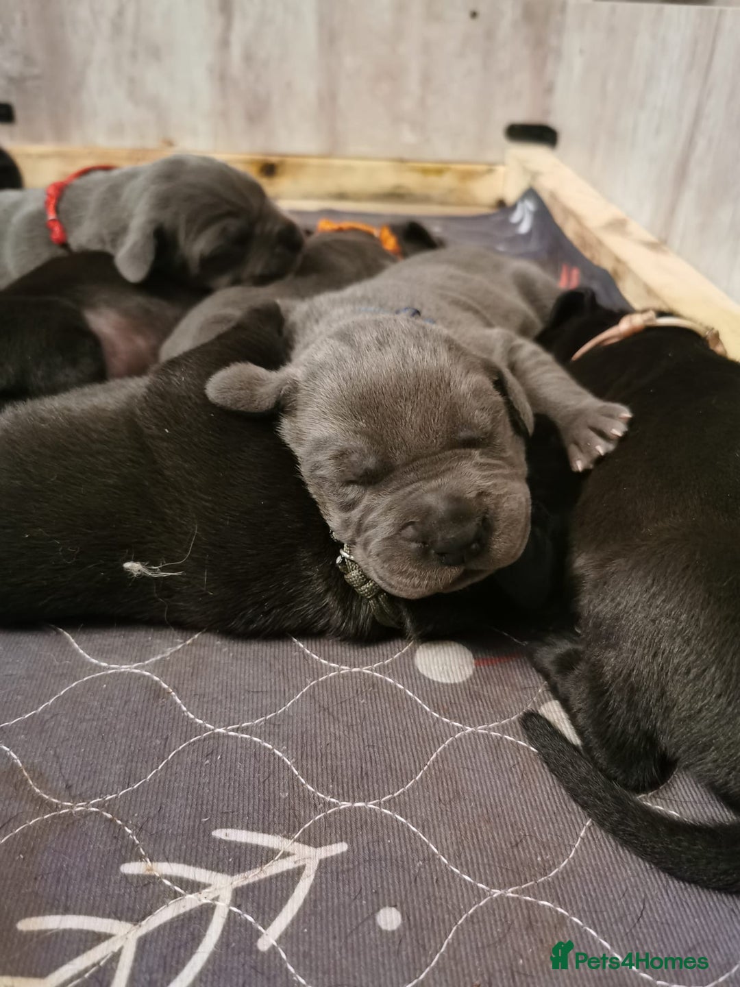 Great Dane dogs for sale: Great Dane pups - Advert 4