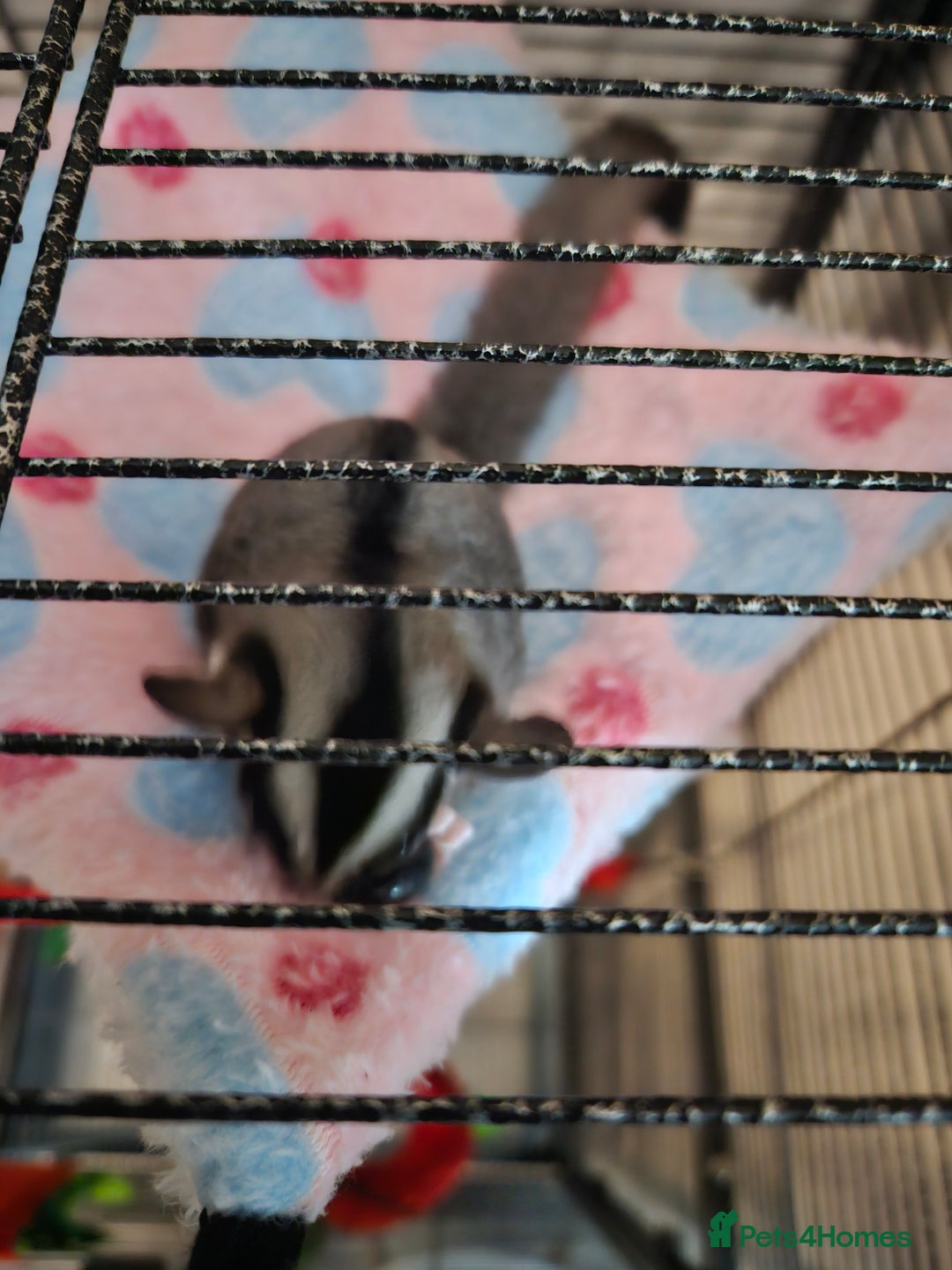 Sugar Glider rodents for sale: Male sugar glider 9 month old  - Image 6