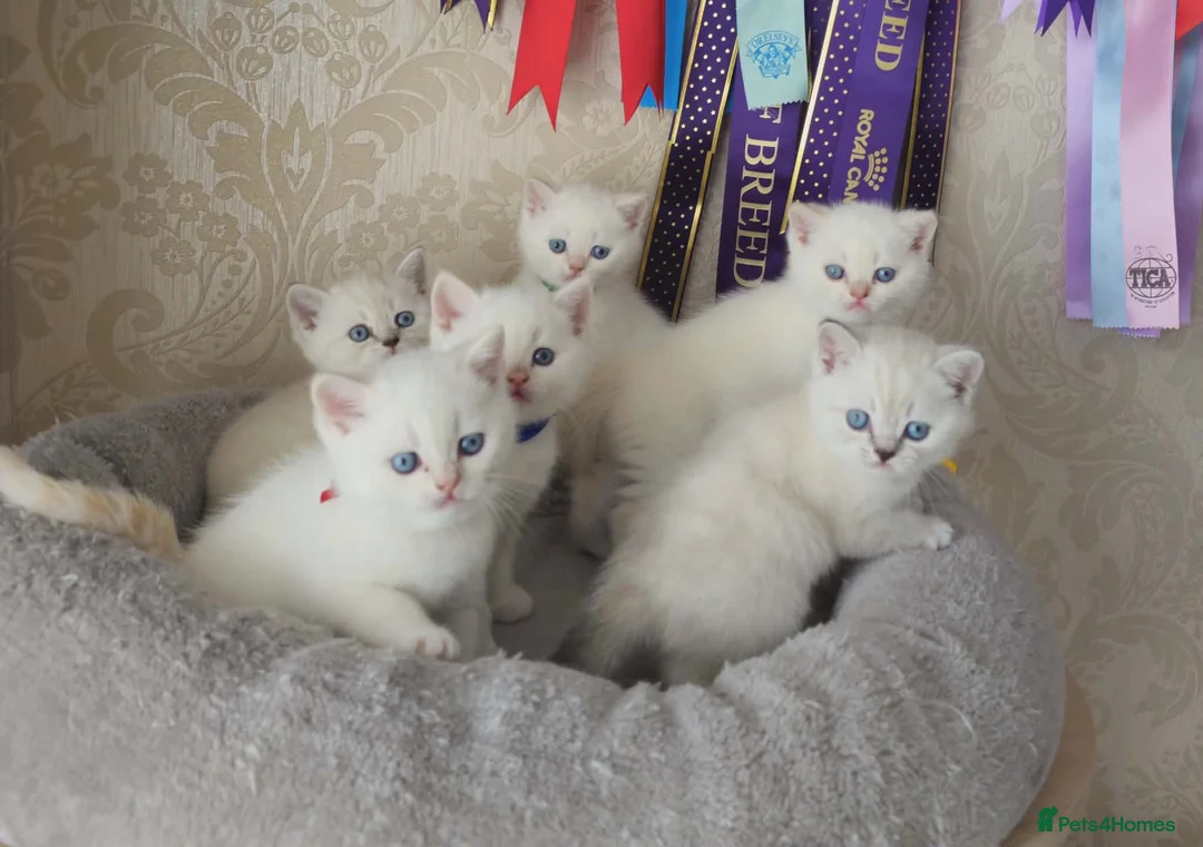 British Shorthair cats for sale: Charming BSH Colourpointed kittens - Advert 2