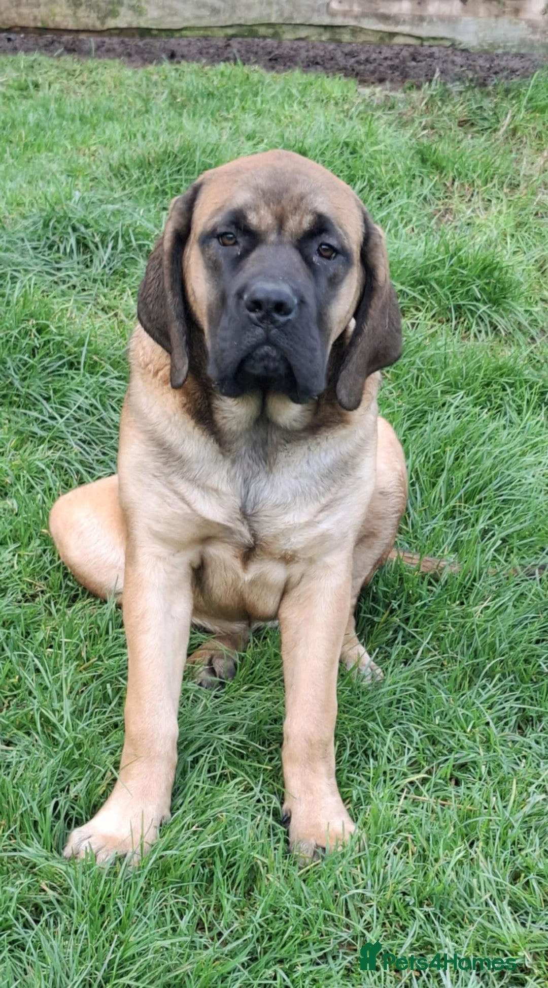 Mastiff dogs for sale: KC registered English Mastiff girls  - Advert 5
