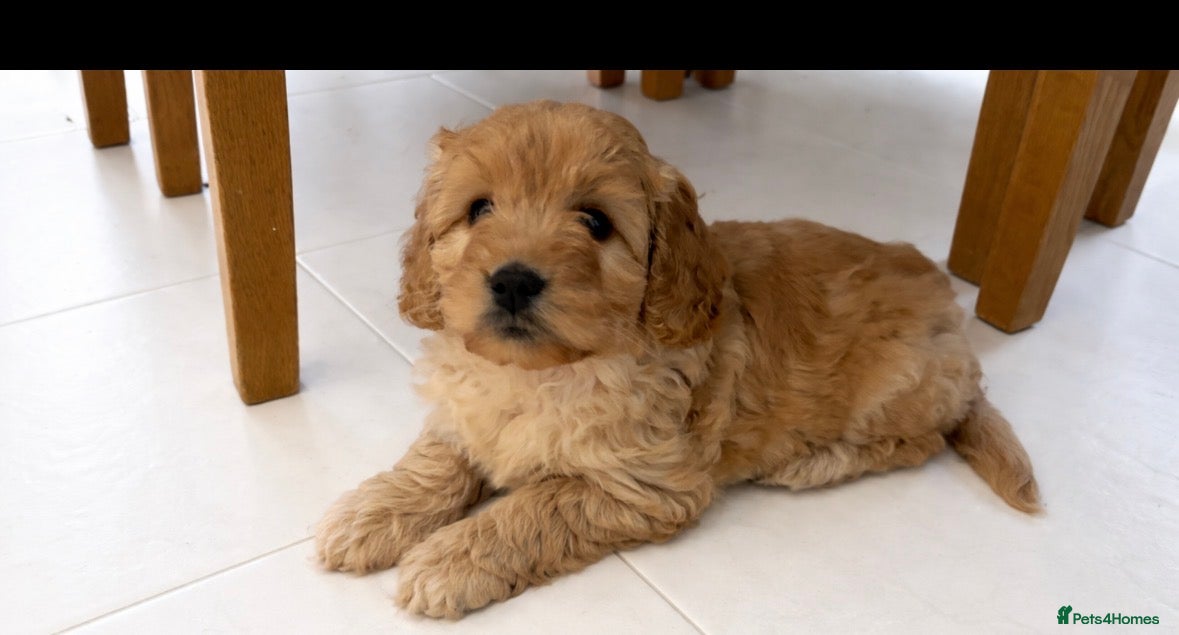 Cockapoo dogs Beautiful cockapoo  - Advert 5