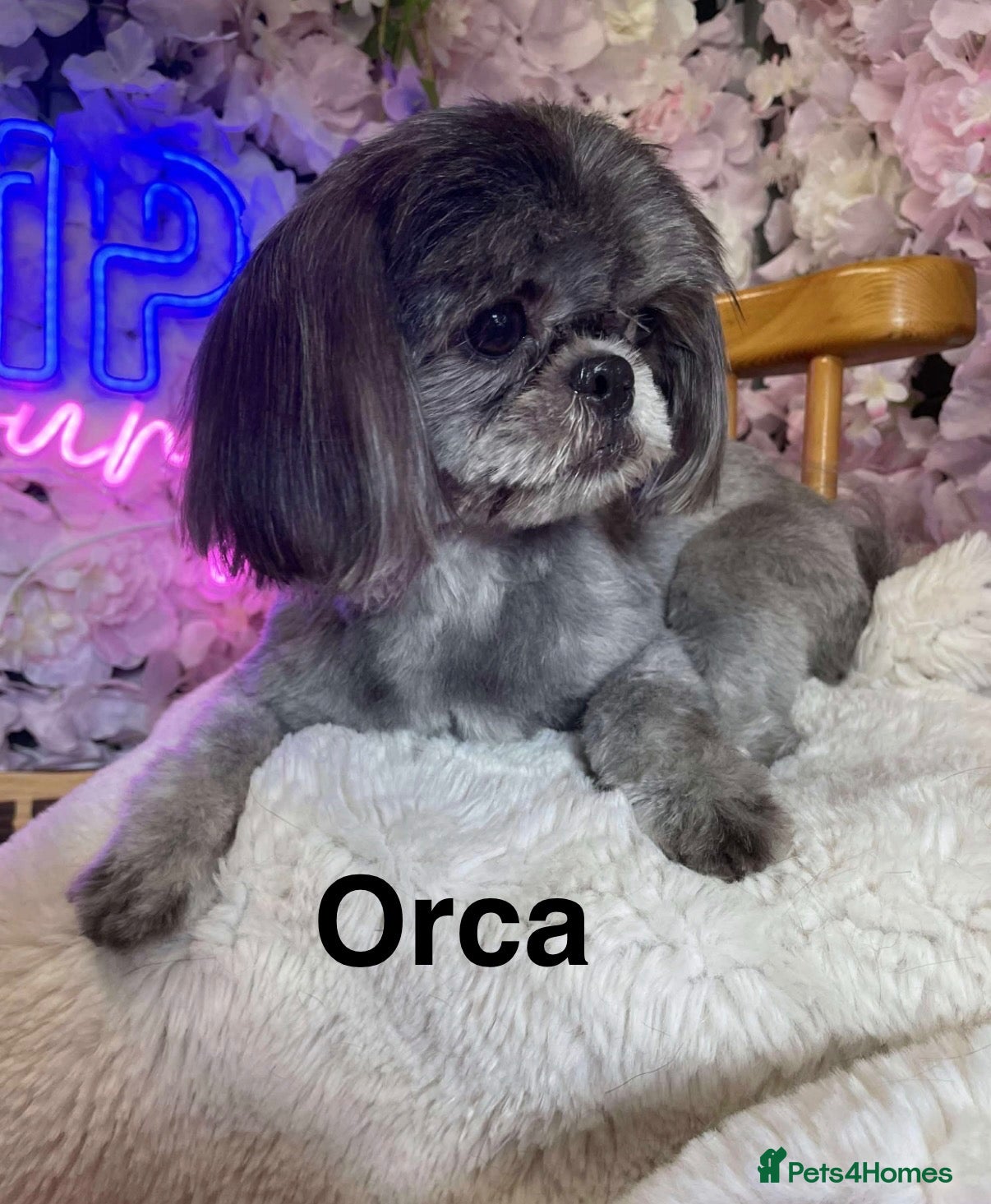Shih Tzu dogs for sale: Beautiful Pedigree Imperial Shih Tzu Puppies x6  - Advert 1