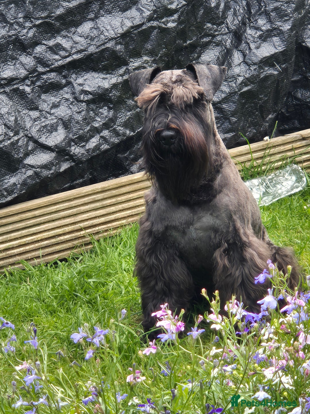 Miniature Schnauzer dogs for stud: CHAMPION SIRED eye/mac clear BLACK BOY AT STUD in Hessle - Image 2