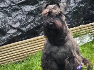 Miniature Schnauzer dogs CHAMPION SIRED eye/mac clear BLACK BOY AT STUD in Hessle - Advert 3