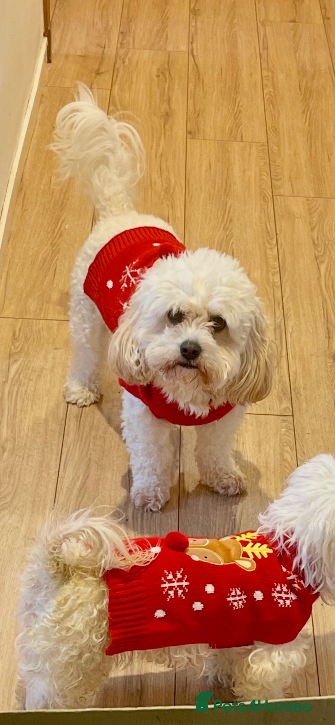 Mixed Breed dogs for sale: Loving, playful bundles of joy - Advert 1