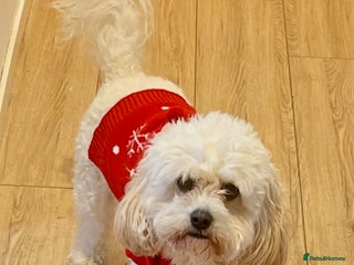 Mixed Breed dogs Loving, playful bundles of joy - Advert 2