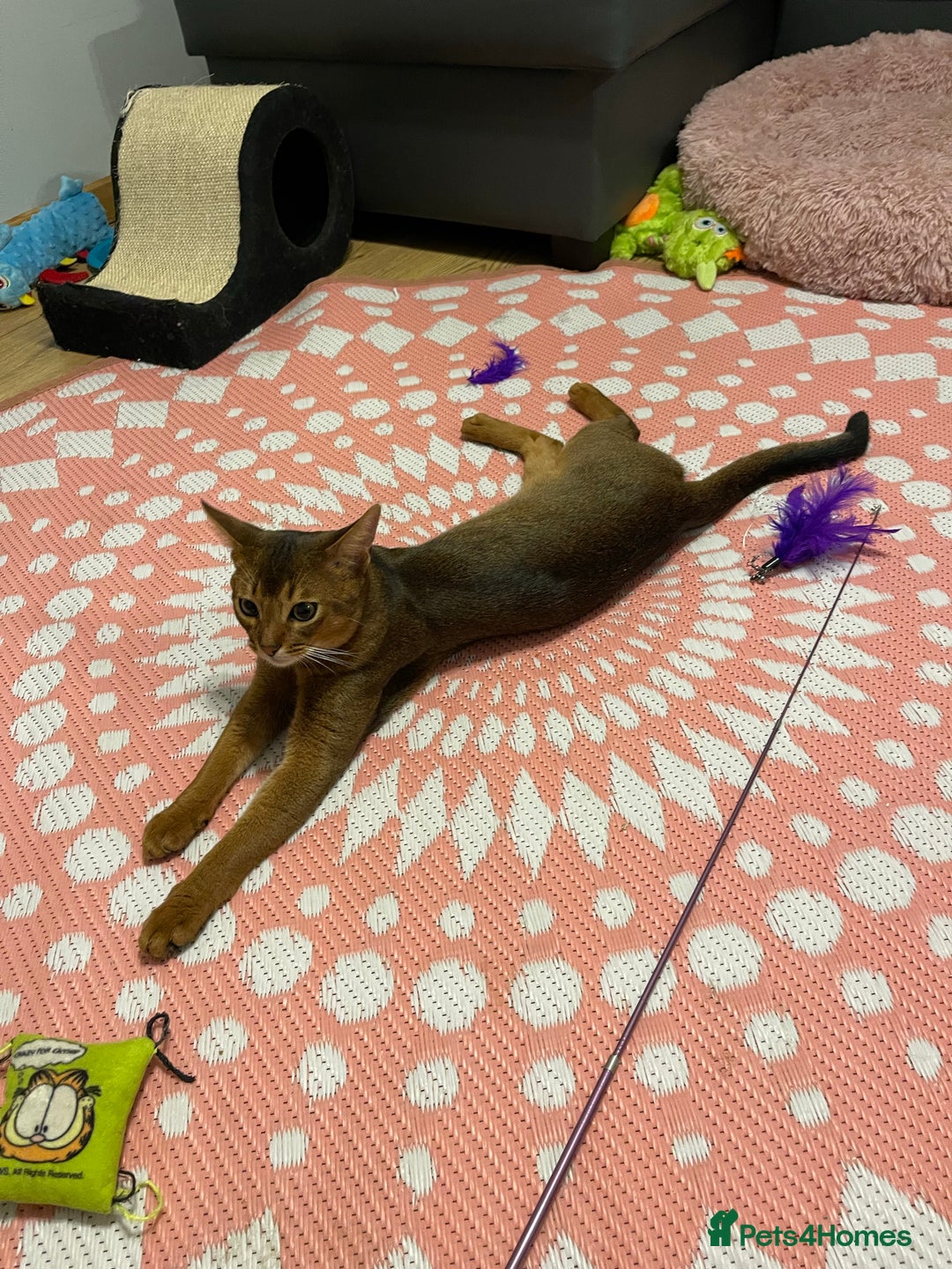 Abyssinian cats for stud: Champion line Aby boy for stud in Romford - Image 24