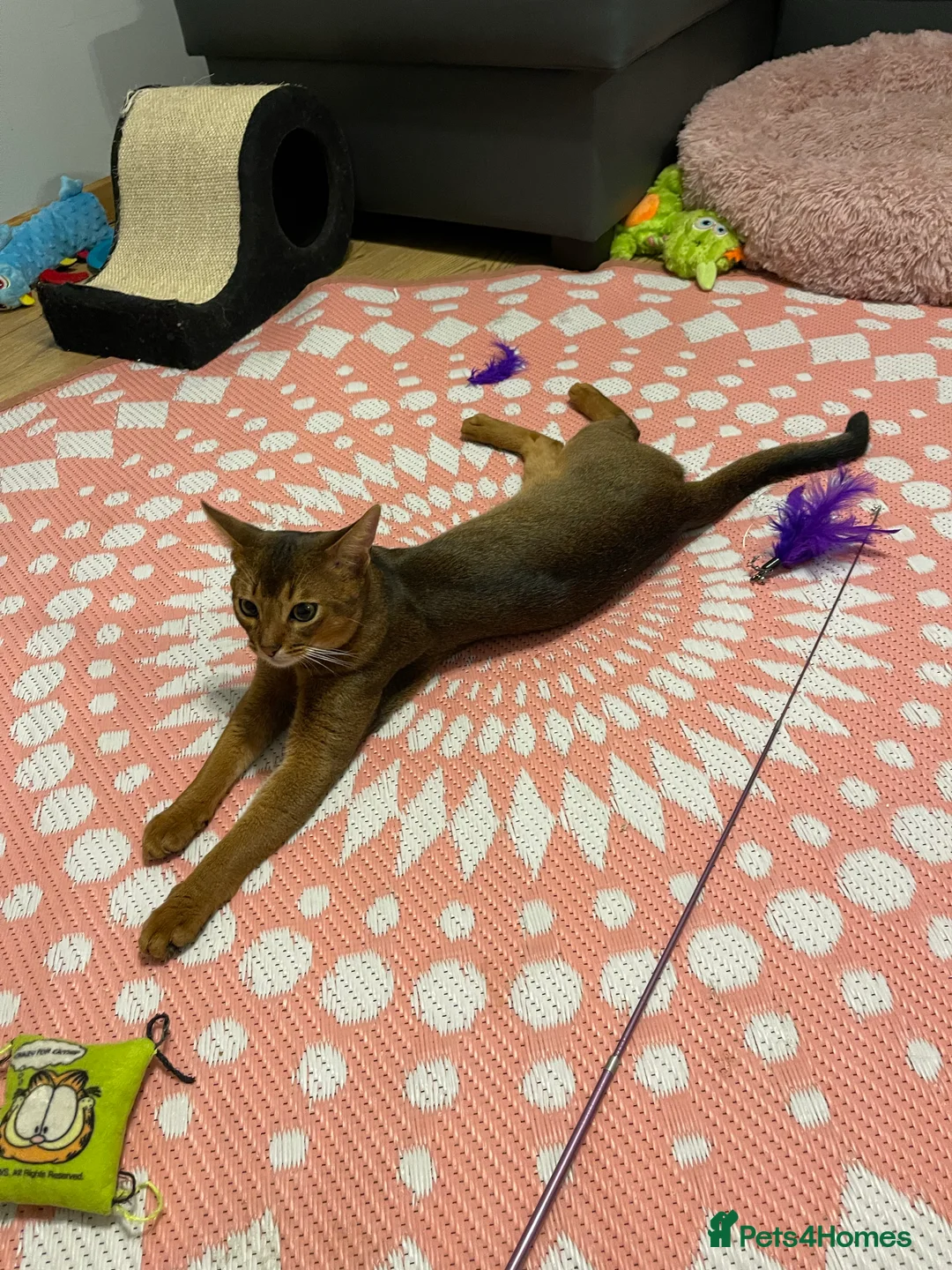 Abyssinian cats for stud: Champion line Aby boy for stud in Romford - Advert 24