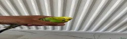Budgerigars birds for sale: Pair of Budgies with Cage  in Birmingham - Advert 5