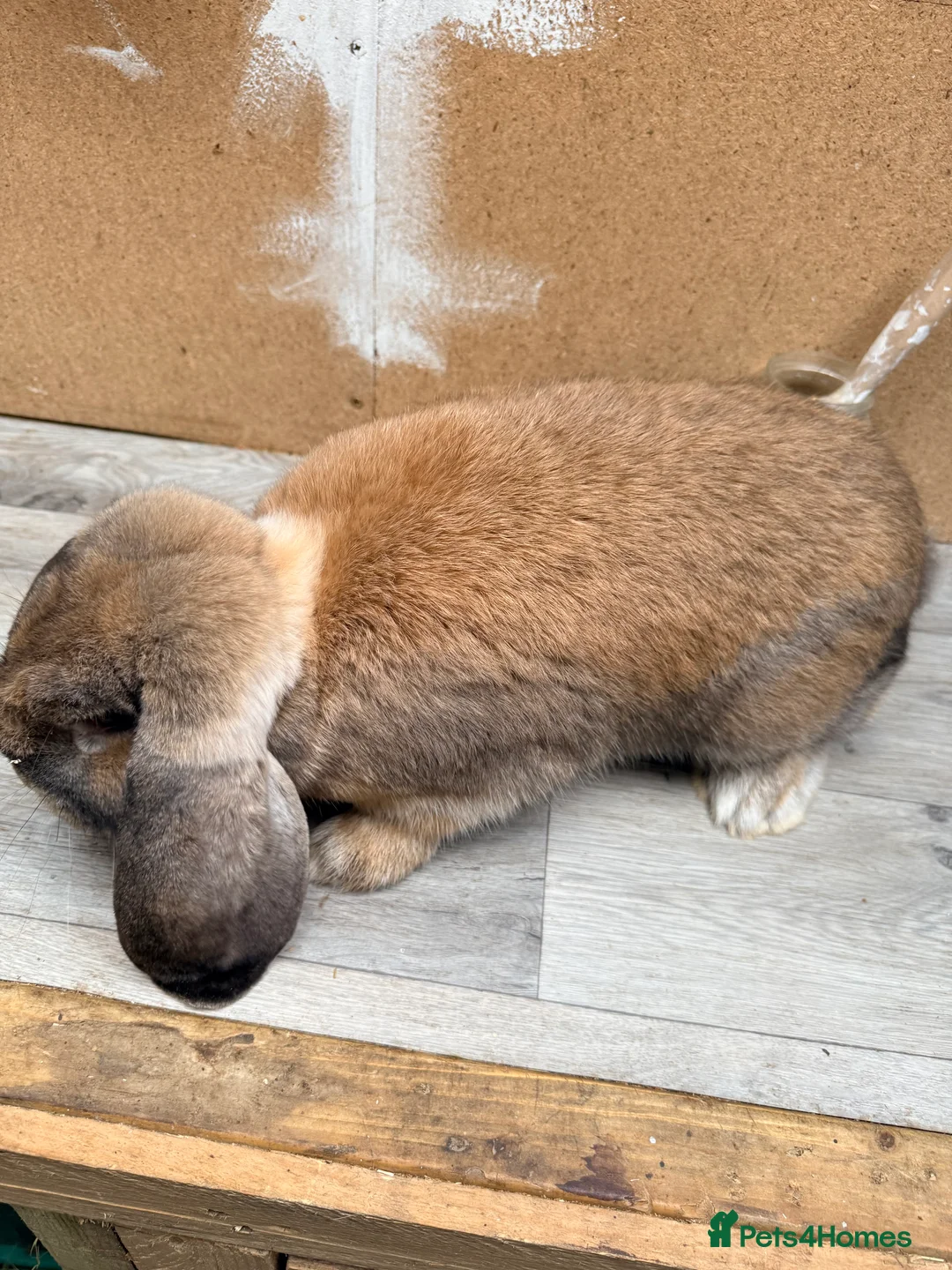 French Lop rabbits for sale: Male Giant French Lop for Sale - Advert 2