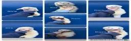Ferret rodents for sale: Mixed litter of ferrets for sale - Advert 6