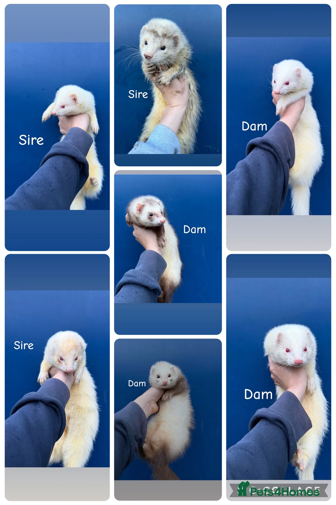 Ferret rodents for sale: Mixed litter of ferrets for sale - Advert 6