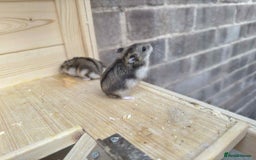 Hamster rodents for sale: Dwarf Hamster - Image 4