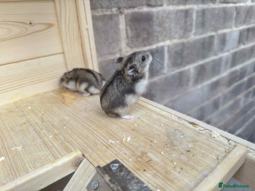 Hamster rodents for sale: Dwarf Hamster - Image 4