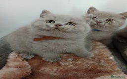 British Shorthair cats for sale: GCCF, KITTENS, STUDS, QUEENS, Blue Lilac Bi - Image 29