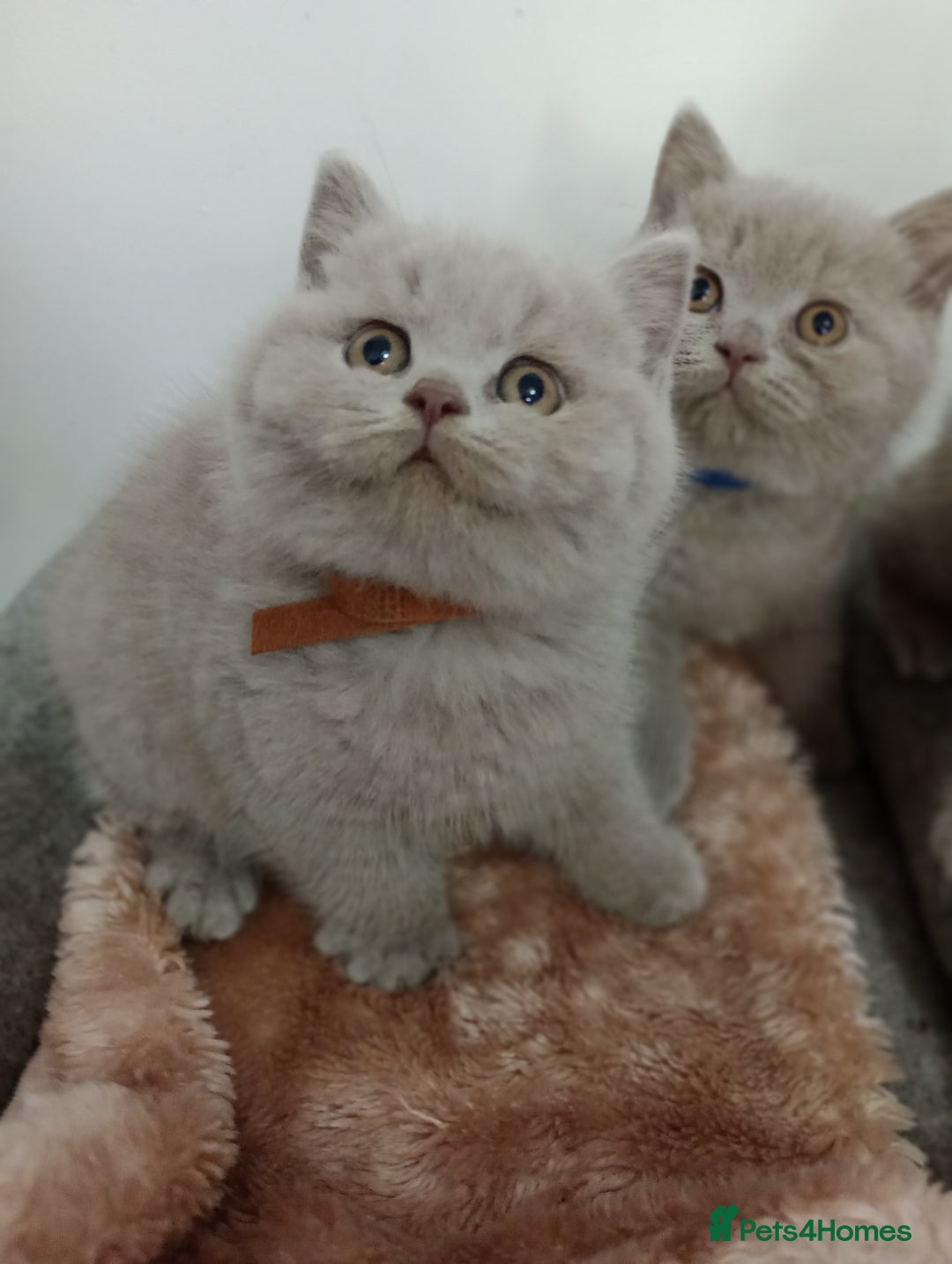 British Shorthair cats for sale: GCCF, KITTENS, STUDS, QUEENS, Blue Lilac Bi - Image 29