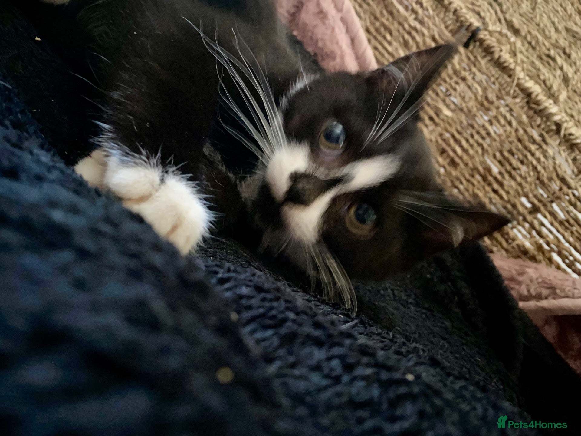 Mixed Breed cats for sale: Beautiful black & white kittens ready to go!  - Advert 4