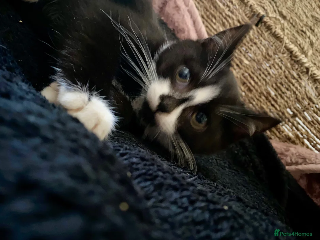 Mixed Breed cats for sale: Beautiful black & white kittens ready to go!  - Advert 1
