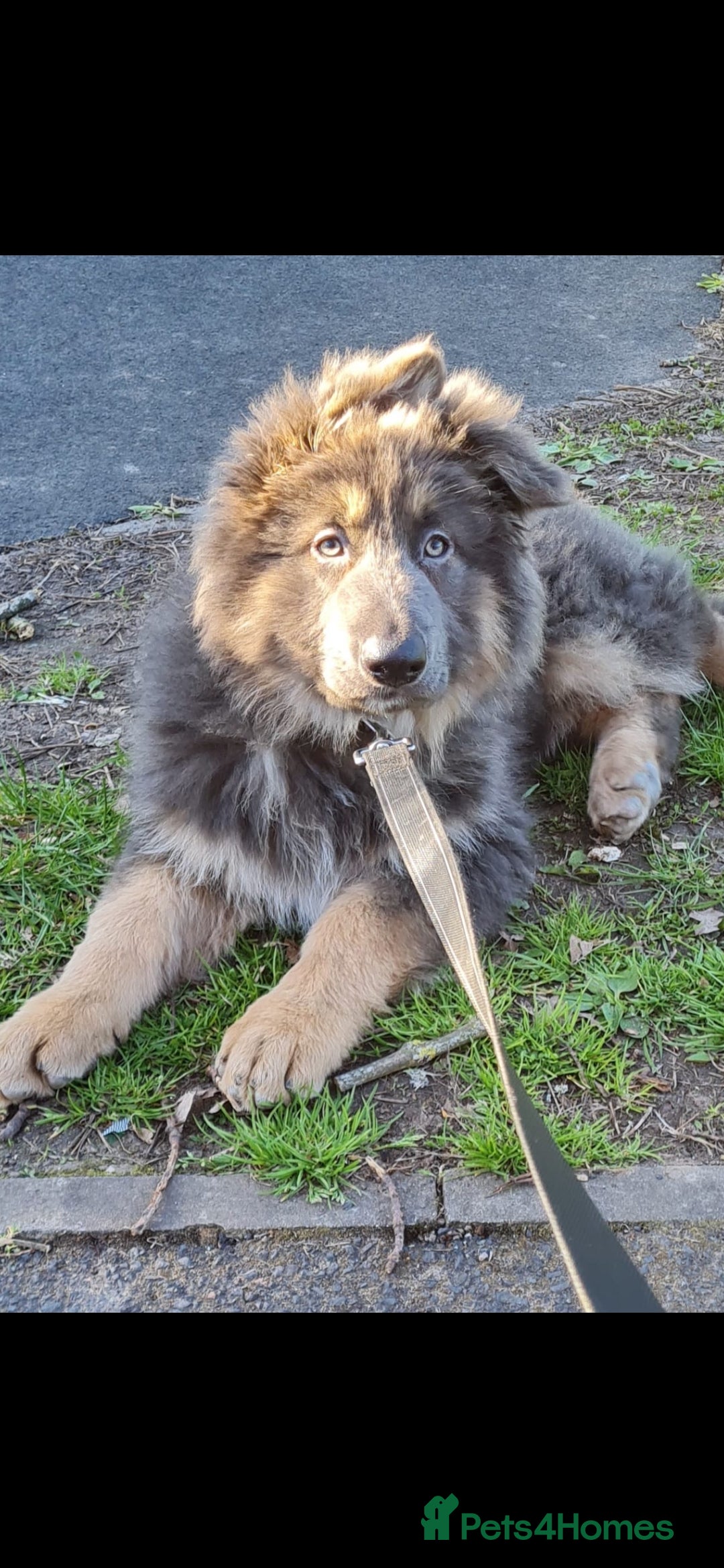 German Shepherd dogs for stud: Blue German shepherd PROVEN  - Image 8