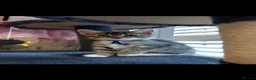 Mixed Breed cats for sale: 3 cute kittens for loving home - Advert 25