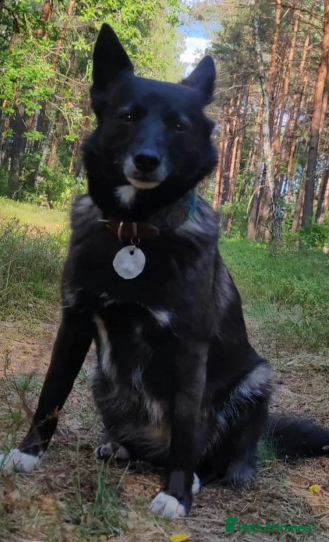German Shepherd dogs for adoption: 🐾 WENDY – very affectionate and gentle female - Advert 2