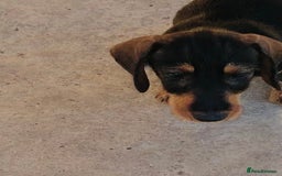 Dachshund dogs for sale: Mini wirehaired dachshund puppys Dad kc registered in Northampton - Image 1