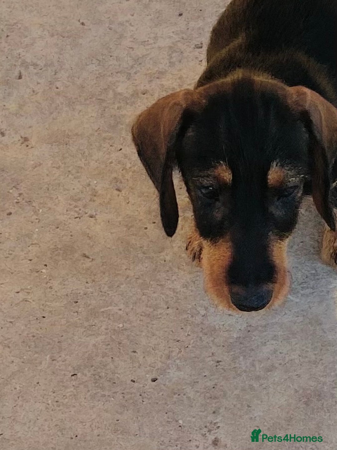 Dachshund dogs for sale: Mini wirehaired dachshund puppys Dad kc registered in Northampton - Image 1