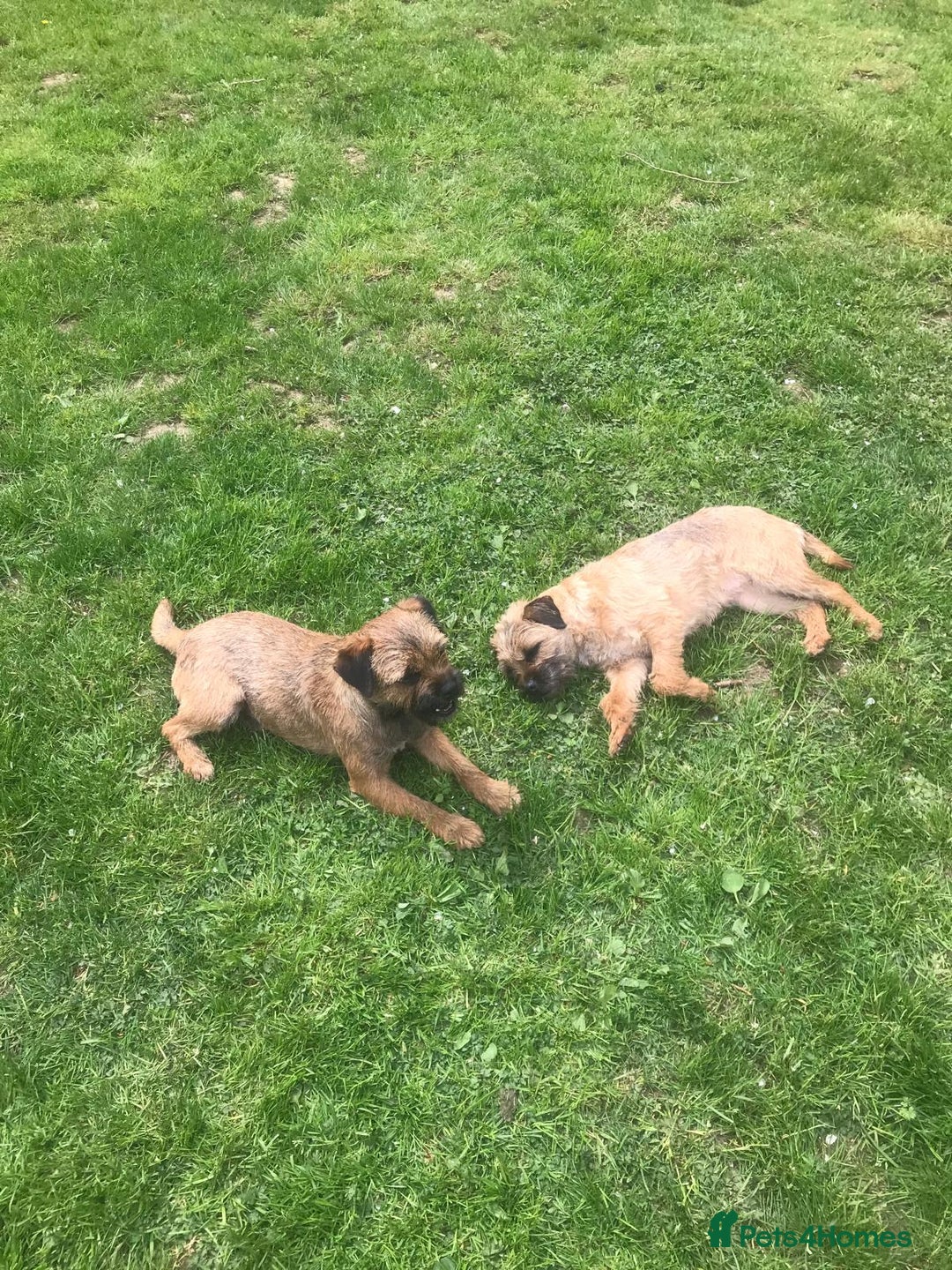 Border Terrier dogs for sale: Stunning litter of 4 boarder terrier puppies - Image 9